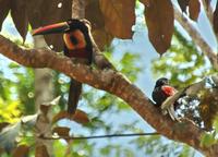 Fiery-billed Aracaris  