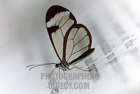 Brush footed butterfly ( Greta oto ) sitting on a information panel stock photo