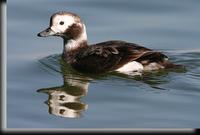 Long-tailed Duck, Barnegat Light, NJ