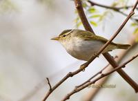 Eastern crowned warbler C20D 02591.jpg