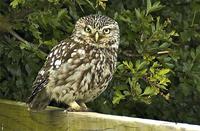 Little Owl at Isombridge 29.05.2005 (Paul King)