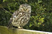 Little Owl at Isombridge 29.05.2005 (Paul King)