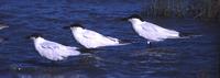 Gull-billed Terns
