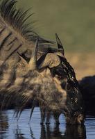 ...Blue wildebeest, Connochaetes taurinus, Kgalagadi   Transfrontier Park, Kalahari, South Africa (