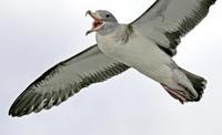 Cory's Shearwater, Calonectris diomedea