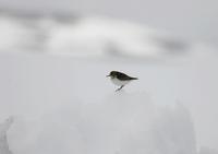 Temminck's Stint (Calidris temminckii)