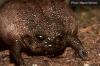 : Breviceps fuscus; Black Rain Frog