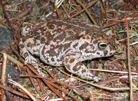 : Bufo calamita; Natterjack Toad