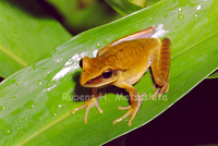 : Hypsiboas albopunctatus