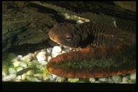: Paramesotriton deloustali