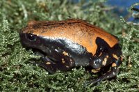 : Phrynomantis microps