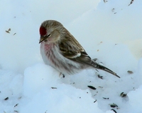 : Acanthis hornemanni; Common Redpoll