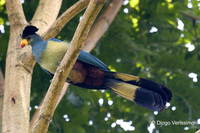 : Corythaeola cristata; Great Blue Turaco