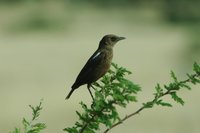 : Myrmecocichla formicivora; Southern Anteater-chat