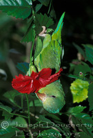 : Pionus menstruus; Blue-headed Parrot