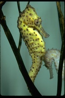 : Hippocampus sp.; Seahorse