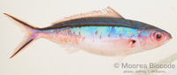 : Pervagor aspricaudus