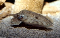: Sepia pharaonis; Flamboyant Cuttlefish
