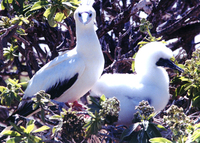 : Sula sula rubripes; Red Footed Booby And Chick