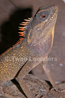 : Acanthosaura crucigera