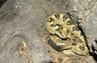 : Crotalus molossus molossus; Black-tailed Rattlesnake