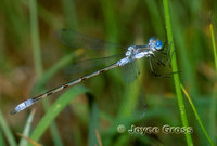 : Lestes disjunctus; Common Spreadwing