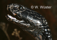 : Naja nigricollis woodi; Black Spitting Cobra