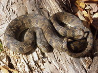 : Nerodia rhombifer rhombifer; Diamond-backed Water Snake