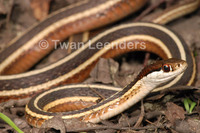 : Thamnophis sauritus