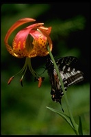 : Papilio eurymedon; Swallow Tail Butterfly