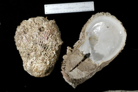 : Spondylus varius