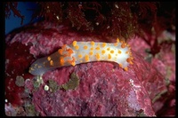 : Triopha cataline; Sea Clown Nudibranch