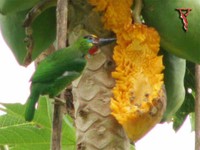 Red-throated Barbet (Megalaima mystacophanos) Male