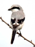 물때까치 Lanius sphenocercus | Chinese grey shrike