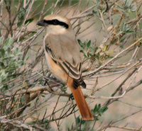 Isabelline Shrike