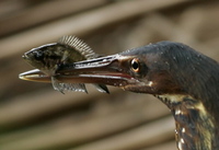 Black Bittern (Ixobrychus flavicollis)