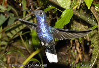 Photo of kolibřík purpurový Campylopterus hemileucurus Violet Sabrewing Alasable Violáceo