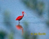 Photo of ibis nachový, Eudocimus ruber, Scarlet Ibis, Scharlachsichler, Corocoro Rojo