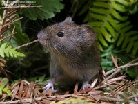 Rødmus (Clethrionomys glareolus)