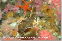 ...Image 07900, Sailfin sculpin., Nautichthys oculofasciatus, Phillip Colla, all rights reserved wo