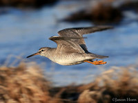 Gray-tailed Tattler  (Gambell)