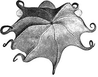 Grimpoteuthis megaptera (Verrill, 1885)