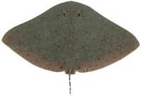 Australian Butterfly Ray - Gymnura australis