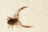 Chelifer cancroides