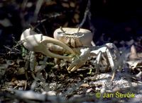 Cardisoma guanhumi - Blue Land Crab