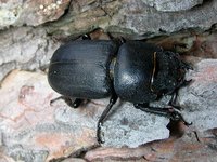 Dorcus parallelipipedus - Lesser stag beetle