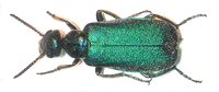 Cabalia rufiventris