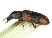Bitoma crenata