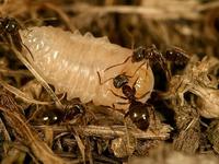 Lasius