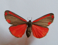 Tyria jacobaeae - The Cinnabar